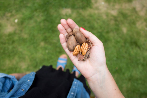 nuts and fresh food at picnic
