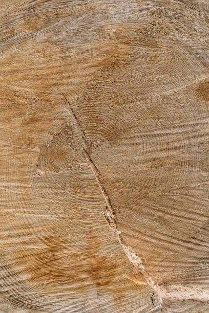 istock Tree Rings and Chainsaw Cutting Marks Texture on a Freshly Cut Tree Trunk in Woodworking Timber Industry 2200693011