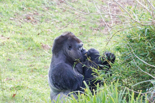 A Silverback gorilla sitting in captivity.