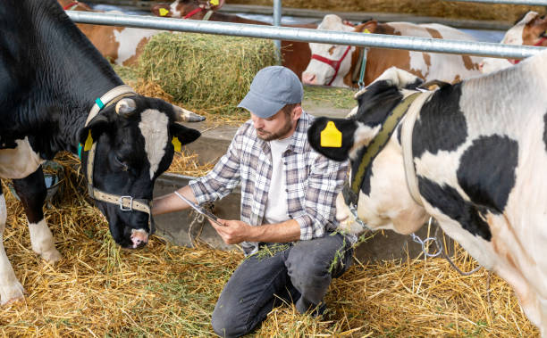 farmer using a digital tablet to inspect cows at a cattle farm - xử lý các vấn đề thường gặp với bò hình ảnh sẵn có, bức ảnh & hình ảnh trả phí bản quyền một lần