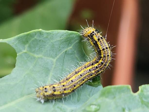 istock The Brassica oleracea plant hosts the cabbage butterfly caterpillar (Ascia monuste), which voraciously feeds on its green leaves. This interaction is part of the insect’s life cycle, as it undergoes metamorphosis before emerging as an adult butterfly. 2200693719