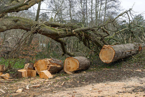 istock Fallen Winter Storm Damaged Tree Being Cut into Logs in a Forest Woodland Clearing 2200693736