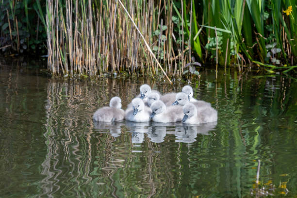 istock Mute swan (cygnus olor) cygnets 2200694597