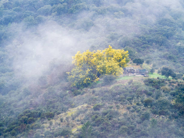 Mimosa tree, acacia dealbata, on the mountain in the mist
