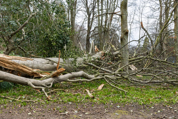 istock Storm Fallen Beech Tree Trunk with Smooth Bark and Snapped Branch Lying Horizontal Across a Woodland Path Causing Natural Obstacle 2200694749