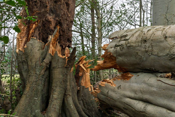 istock Storm Fallen Beech Tree Trunk with Smooth Bark and Snapped Branch Lying Horizontal Across a Woodland Path Causing Natural Obstacle 2200694903