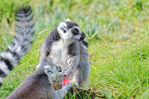 lemurs at Jersey Zoo