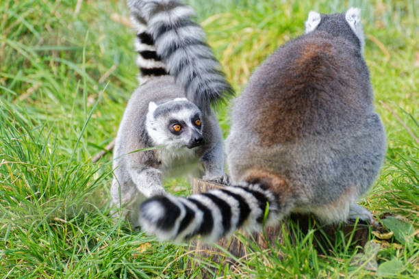 lemurs at Jersey Zoo