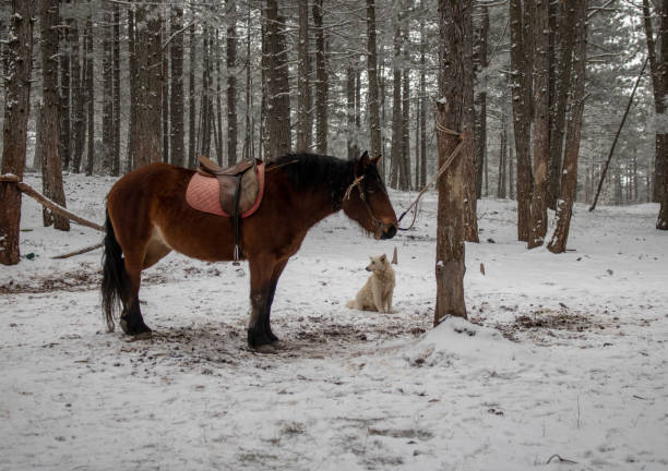 istock Horse and Dog On snow 2200695470