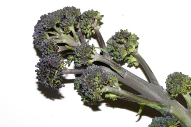 istock Close up of Purple sprouting broccoli on white background 2200701402
