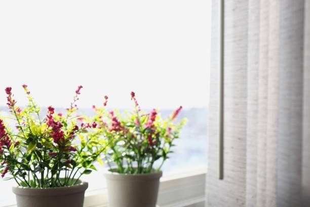 on the windowsill, two flowering plants in pots; bright light from the window on the left, partially closed beige blinds on the right.