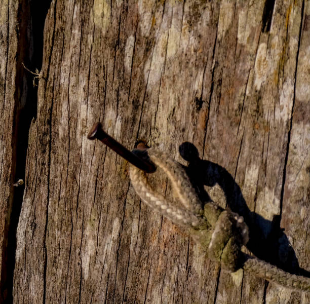 istock nail in old wood with a rope 2200706409