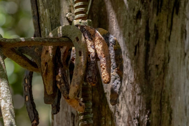 antique horseshoes already oxidized on display as decorations