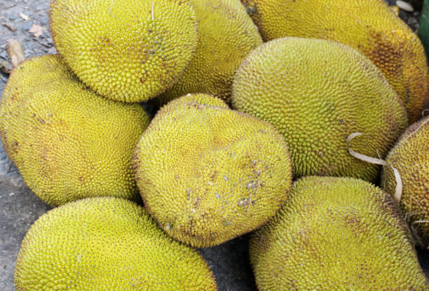 Jackfruits (Artocarpus heterophyllus) exhibition at a street market.
