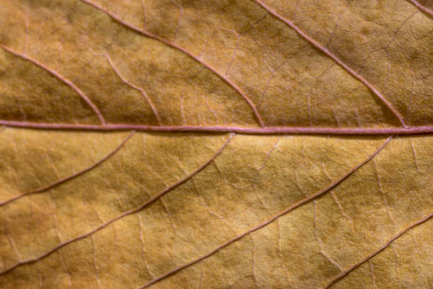 Background detail of a horizontal yellow leaf with branches in autumn