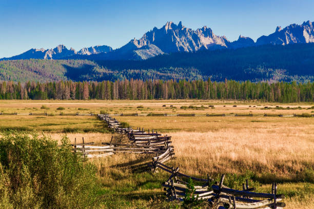 overlooking a golden meadow with a wooden fence with a forest and the Sawtooth Mountains in the background