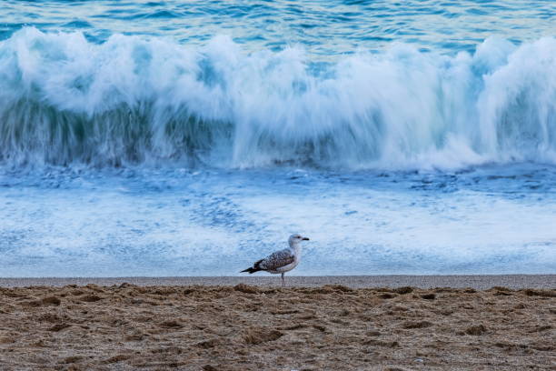 Photograph obtained using ambient light at sunset, exposing in aperture priority with 1/20sec. f/8 and ISO 100