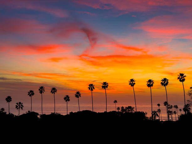 istock Sunset in Encinitas California between the palm trees over the ocean 2200712312
