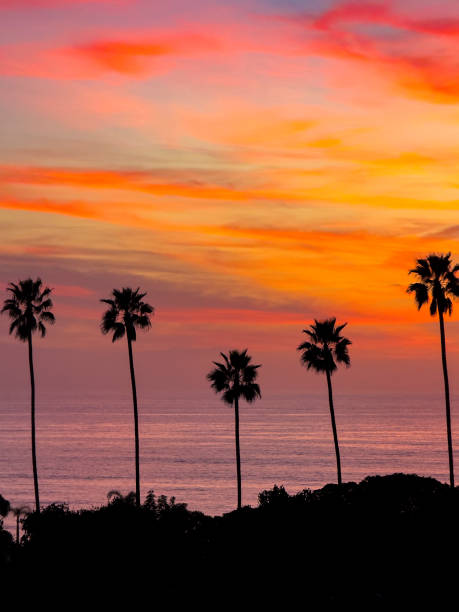 istock Sunset in Encinitas California between the palm trees over the ocean 2200712318