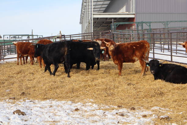istock Cattle in a holding pen with straw bedding. 2200712556