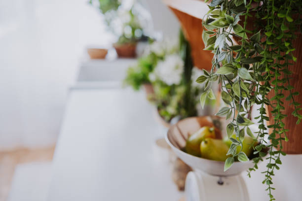 istock Fresh fruits and lush plants enhance a bright kitchen setting 2200712972
