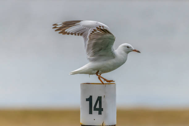 istock Seagull on a mooring at Mallacoota Waterfront 2200714952