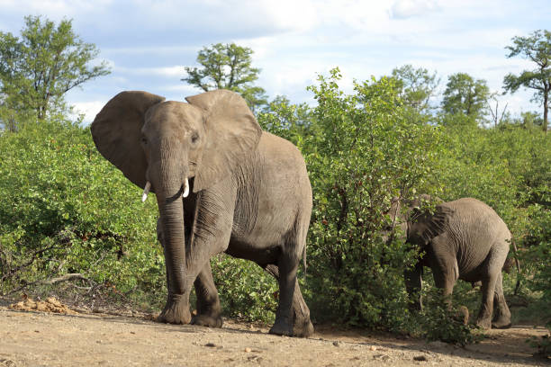 istock Afrikanischer Elefant / African elephant / Loxodonta africana 2200717797