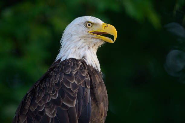 istock Close-up portrait of bald eagle head and shoulders 2200719393