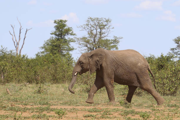 istock Afrikanischer Elefant / African elephant / Loxodonta africana 2200719924