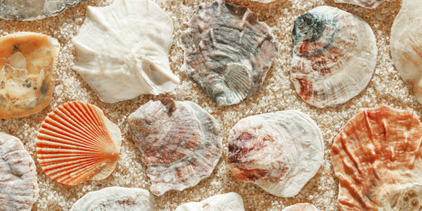 istock Collection of seashells scattered on fine sand, minimal nature pattern at soft sunlight, natural oceanic and summer textures banner, beach mood and sea style background, summer relaxation, harmony 2200720009