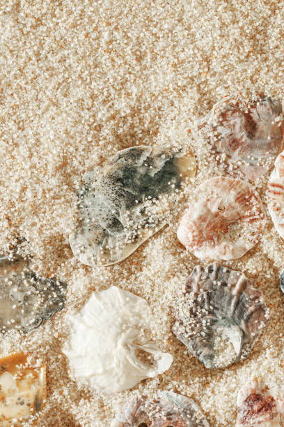 istock Minimal aesthetic seashells pattern on beige sand, natural sea oceanic and summer textured background, summer relaxation, top view photo with delicate pastel colored shell, rest beach wallpaper 2200720026