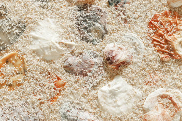 istock Colored Shells summer pattern on sandy beach, aesthetic nature still life, organic shapes, beauty nature background. Closeup seashells at Soft lighting, warm tones create natural, beachy mood 2200720040