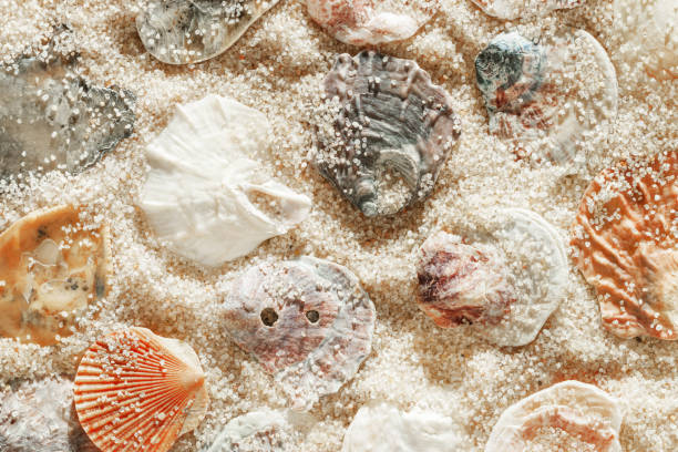 istock Minimal aesthetic seashells pattern on beige sand, natural sea oceanic and summer textured background, summer relaxation, top view photo with delicate pastel colored shell, rest beach wallpaper 2200720046