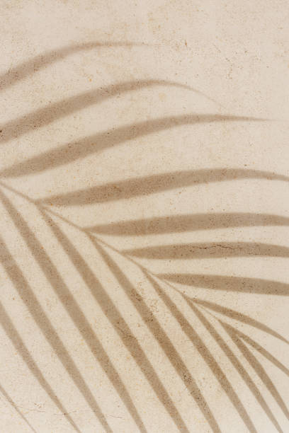 istock Summer minimal style background with shadow from natural palm leaf on light beige concrete background, hard light, copy space. Pastel color aesthetic photography with palm shadows at sunlight. 2200720058