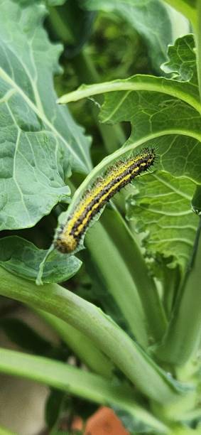 istock The Brassica oleracea plant hosts the cabbage butterfly caterpillar (Ascia monuste), which voraciously feeds on its green leaves. This interaction is part of the insect’s life cycle, as it undergoes metamorphosis before emerging as an adult butterfly. 2200720616