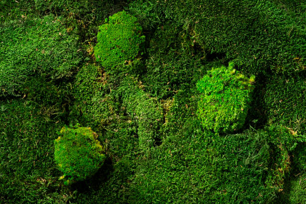 istock Green mossy hill with grass and leaves on soil, isolated on a white background 2200727253