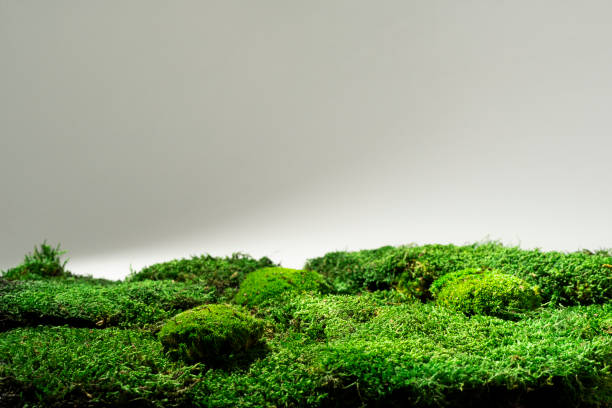 istock Green mossy hill with grass and leaves on soil, isolated on a white background 2200727257