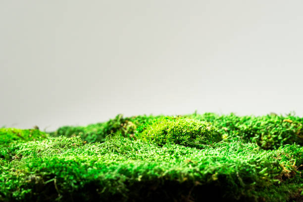 Green mossy hill with grass and leaves on soil, isolated on a white background