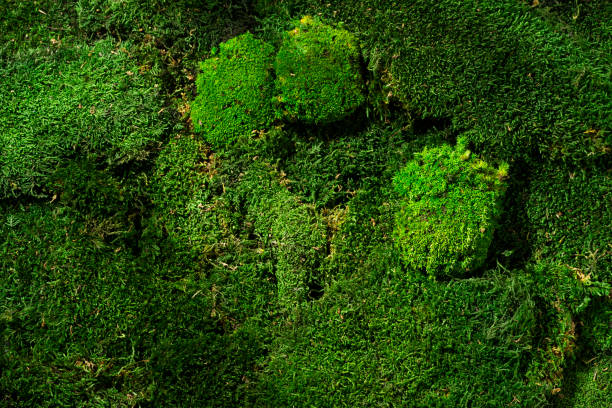 Green moss growing on a boot