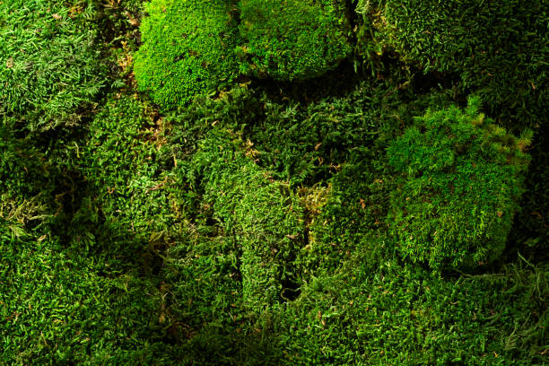 istock Green mossy hill with grass and leaves on soil, isolated on a white background 2200727270