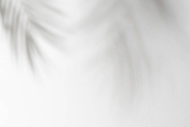 istock Shadow effects with tropical palm leaves in the corner 2200727272