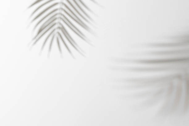 Shadow effects with tropical palm leaves in the corner