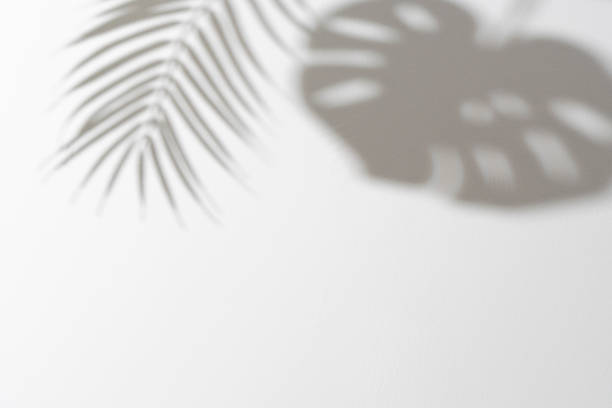 istock Beautiful soft dappled light and monstera leaf shadow on minimal white wall background 2200727279