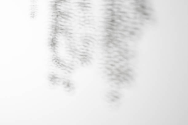 Gray shadow of the leaves on a white wall