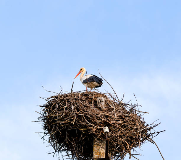 istock Stork Perched on a Nest Against a Clear Blue Sky 2200727672