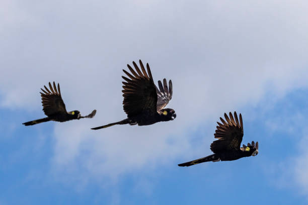 istock Yellow-tailed Black Cockatoo 2200730429
