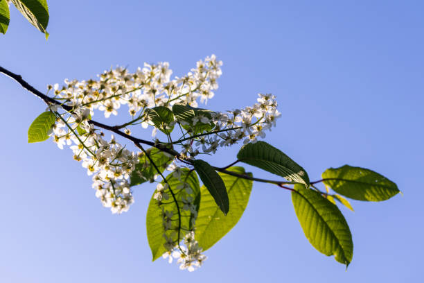 spring, sun, flower, sky