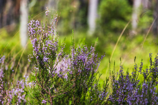 Heather in the warm light of late summer