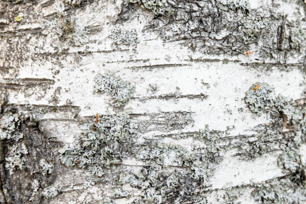 istock Close-Up of Birch Tree Bark with Unique Texture and Natural Patterns 2200730458
