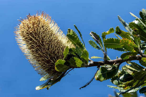 Saw or Old Man Banksia tree in flower